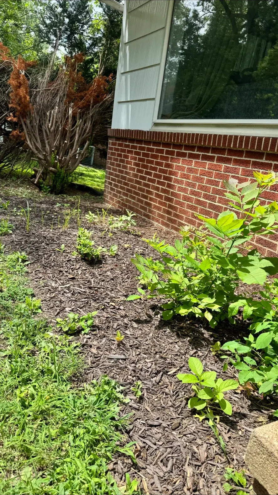 Overgrown Bed Clearing — before